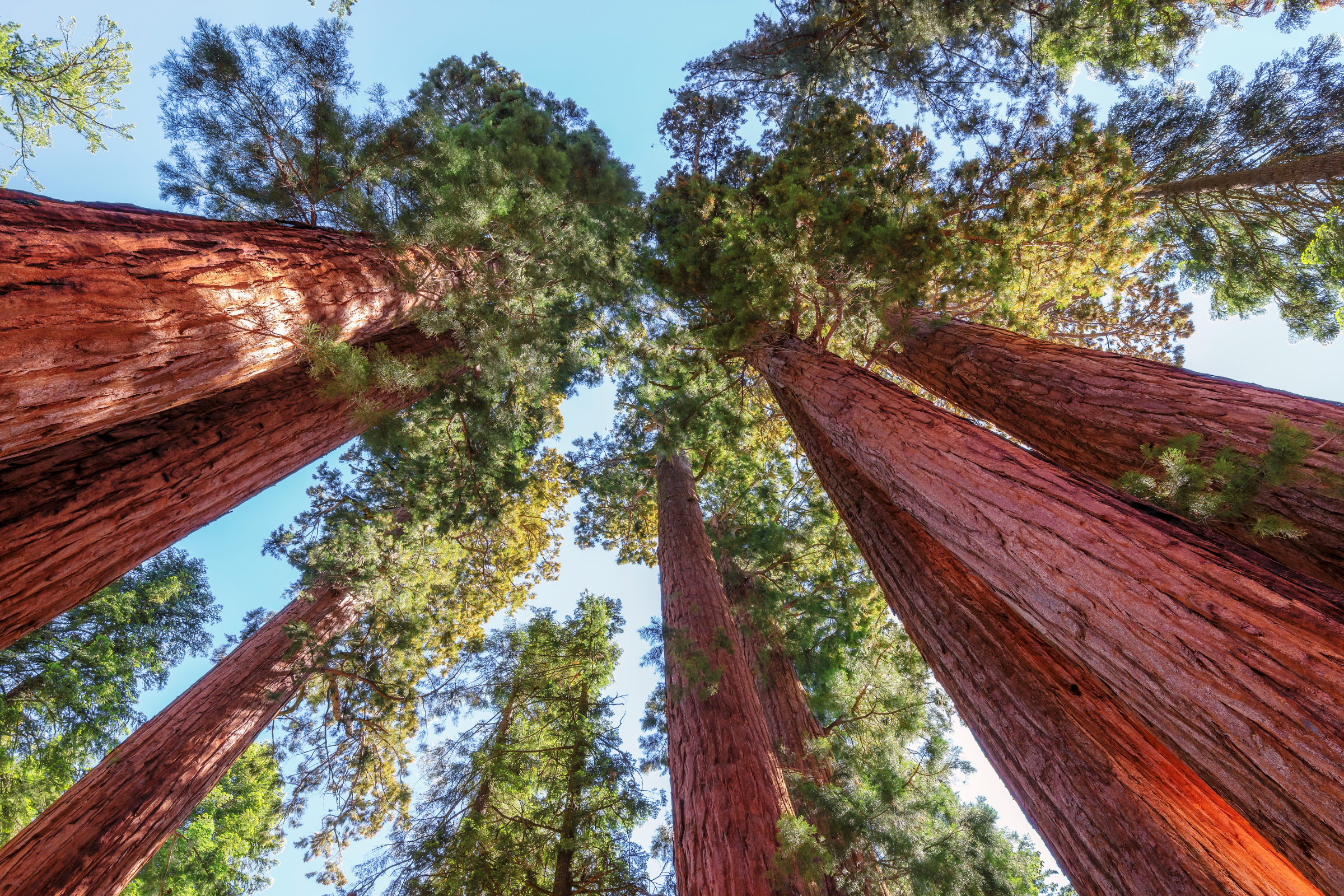 sequoia & kings canyon national parks, california.webp